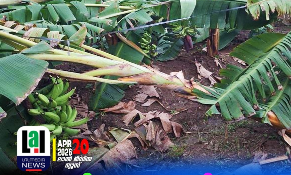 കാറ്റിലും മഴയിലും കൃഷി നശിച്ചവര്‍ക്ക് നഷ്ടപരിഹാരം ഉടന്‍ നല്‍കണം: കര്‍ഷക കോണ്‍ഗ്രസ്